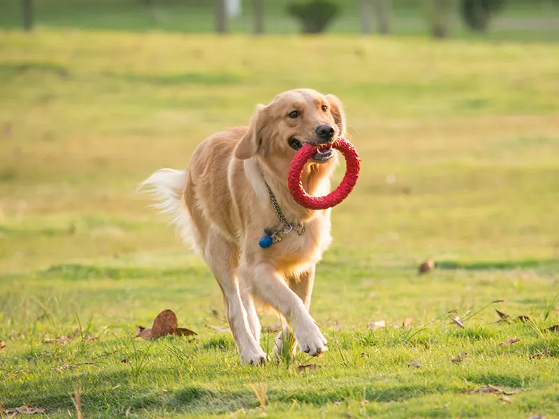 Hvad er det bedste tyggelegetøj til hunde?