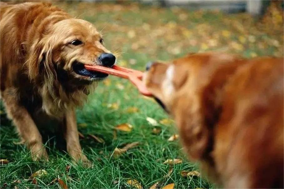 Håndtering og forebyggelse af hundelegetøjsaggression blandt hunde