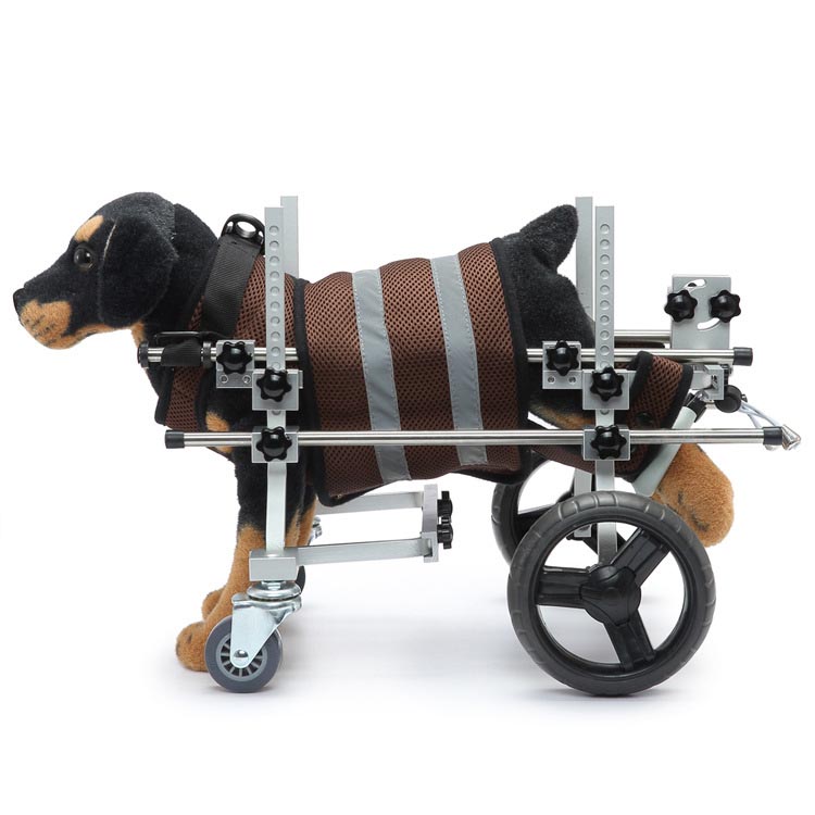 Hvordan holder man en handicappet hund aktiv via en handicappet dyrehjulstol eller på anden måde?